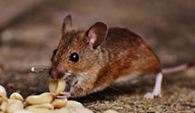 24 Hour & Emergency Exterminators in New Baltimore, MI